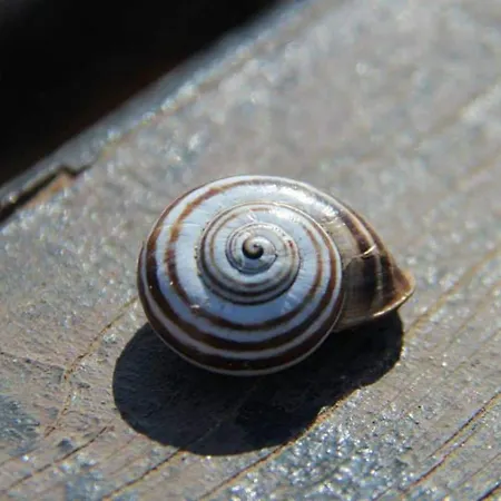 1 Bed House - Garden Wifi Balcony * فيانا دو كاستيلو