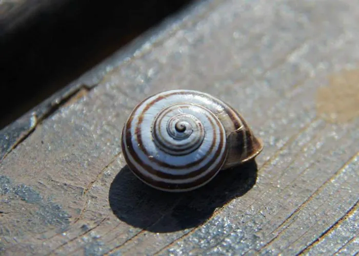 1 Bed House - Garden Wifi Balcony * Viana do Castelo